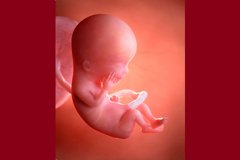 Are Highly Sensitive People Genetically Wired? Exploring the Role of Prenatal Stress and Epigenetics